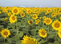 写真:笠岡湾干拓地の花